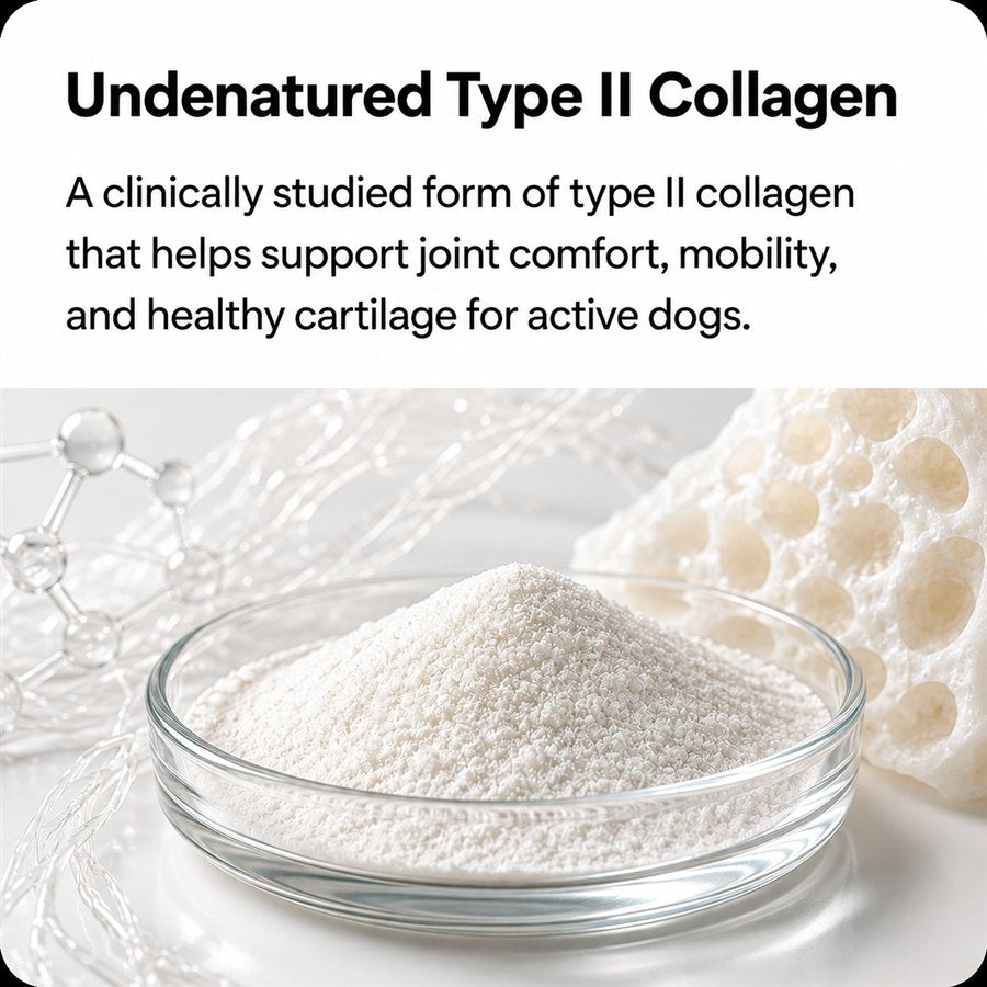 Undenatured Type II Collagen — clinically studied joint support