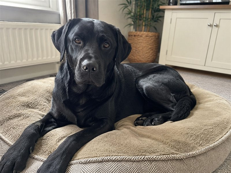 Lab resting comfortably