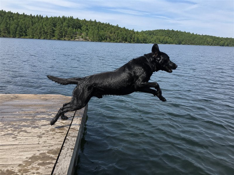 Lab jumping into a lake